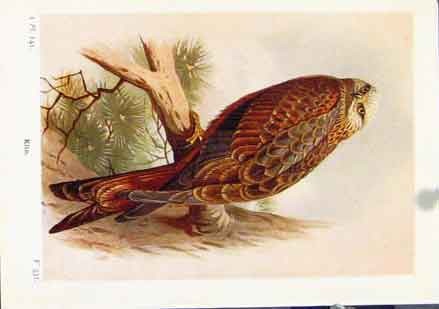 Original old vintage print - original,