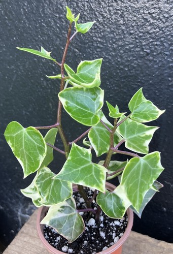 Senecio macroglossus - senecio,
