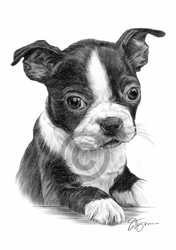 Boston terrier puppy art - puppy,
