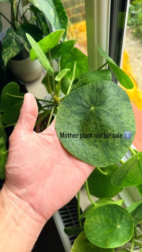 Pilea mojito chinese money - pilea,