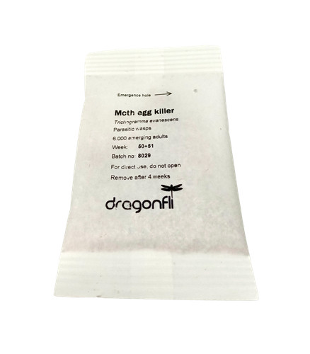 Dragonfli clothes moth egg - clothes,