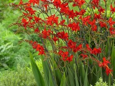 50 Crocosmia Lucifer Seeds (4)