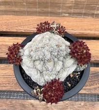 Pseudolithos migiurtinus