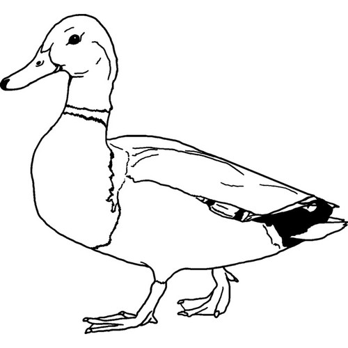 Mallard duck unmounted - 'mallard,