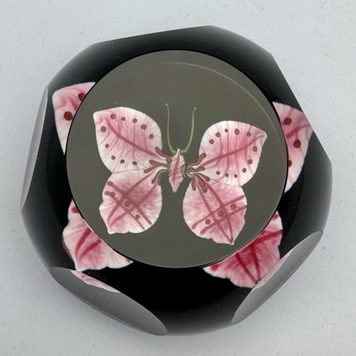 Caithness miniature pink - caithness, “miniature