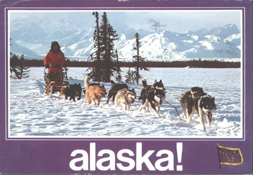 Alaska dog sled team - alaska,