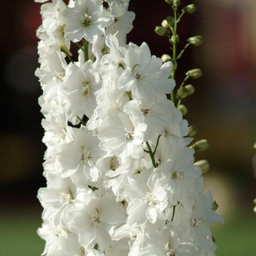 Delphinium magic fountain pure - magic,