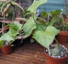 Gerrardanthus Macrorhizus -