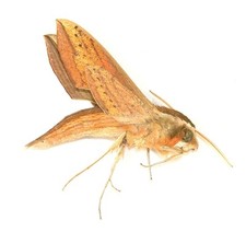 LEPIDOPTERA, SPHINGIDAE