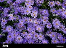 Michaelmas Daisy x10 Small