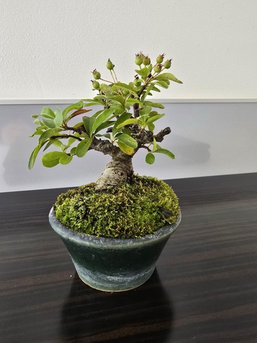 Beautiful rare japanese - beautiful,