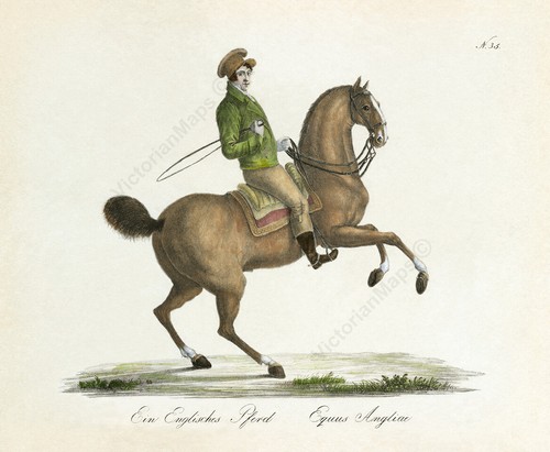Antique print english horse - english, &