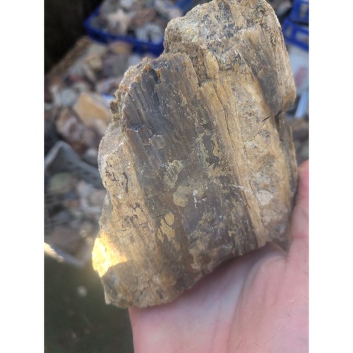 Petrified wood specimen - wood,