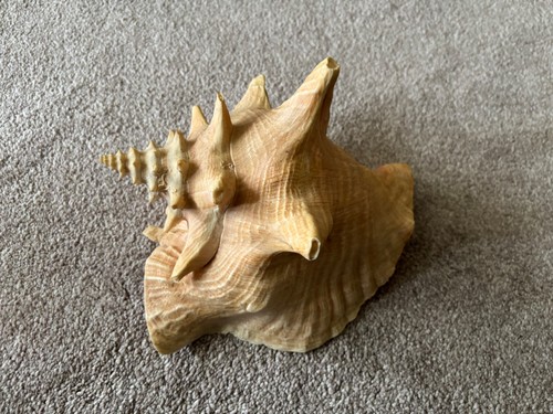 Vintage large queen conch - large,