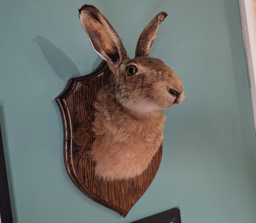 Taxidermy hare - taxidermy,