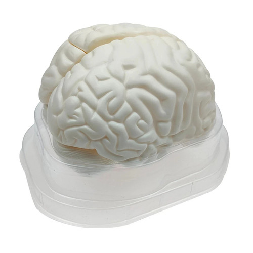 Life size human brain - size,