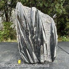 Fossil orthoceras slab in black marble slab worldwide fossils genuine