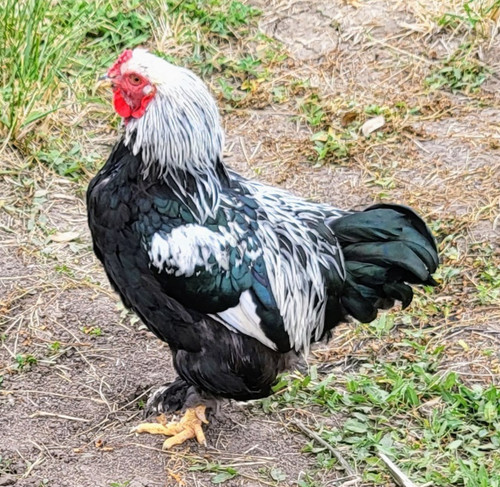 Hatching eggs english - 12+,