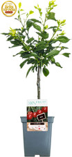 Patio Fruit Tree Collection |