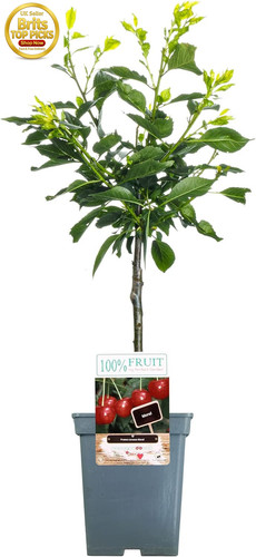 Patio fruit tree collection - patio,