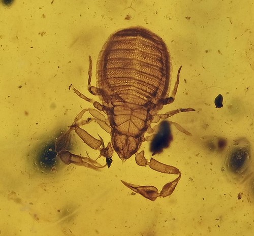Detailed pseudoscorpion - pseudoscorpion,