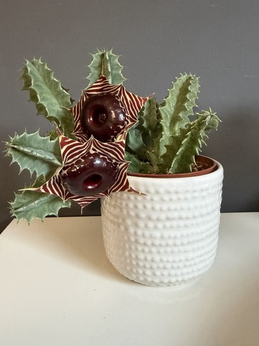 Huernia zebrina beautiful - zebrina, –