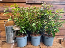5x Large Portuguese Laurel