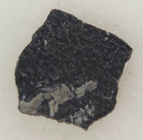 Hadrosaur egg shell fossil - hadrosaur,