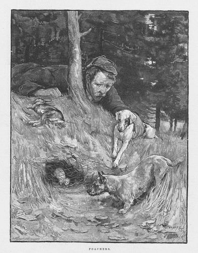 Poaching terrier dogs - poaching,