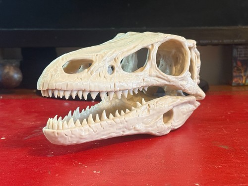 Lifesize velociraptor skull - lifesize,