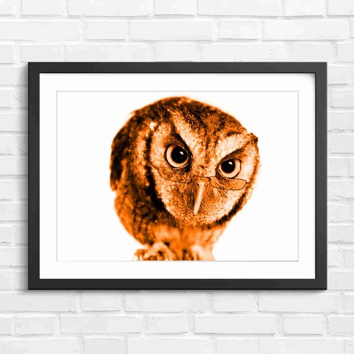 Wisdom owl with - owl,