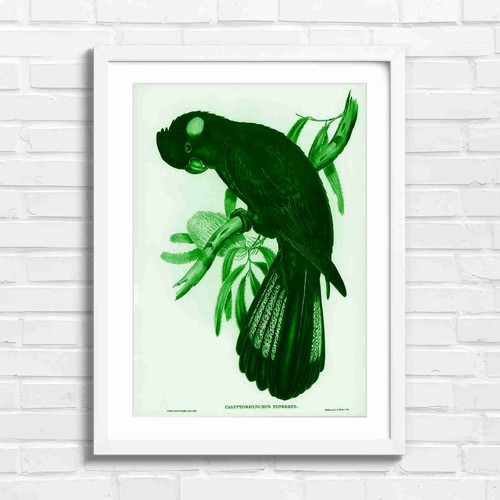Vintage black cockatoo - vintage,