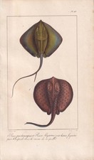 1834 STINGRAY Fish Print -