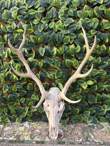 Large red stag skull 4 - large,
