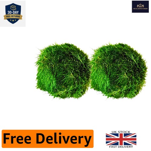 Marimo moss balls - balls, natural