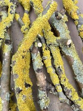 10 Lichen branches unsprayed Snails Insect Isopod Terrariums vivariums