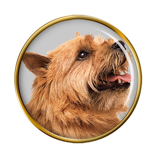 Norwich terrier dog lapel - norwich,