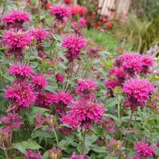 Bergamot plug plants - , fragrant