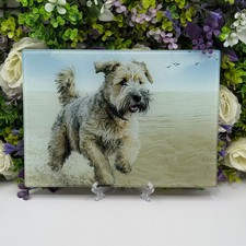 Soft Coated Wheaten Terrier
