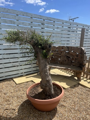 Mature olive tree - olive,
