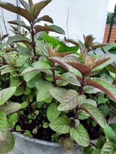 Mint Mentha 'Black Mitchum'