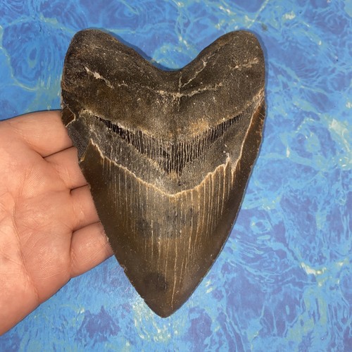 Megalodon shark tooth - megalodon, 5.86”