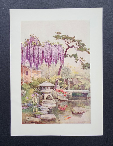 Antique 1908 print wisteria - print,