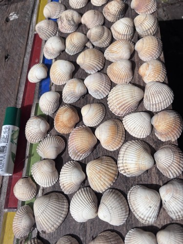 Prickly cockle shells for - 50,
