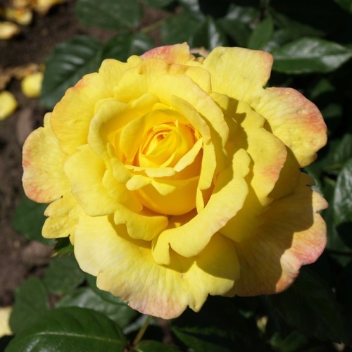 Pre order our david yellow - our,