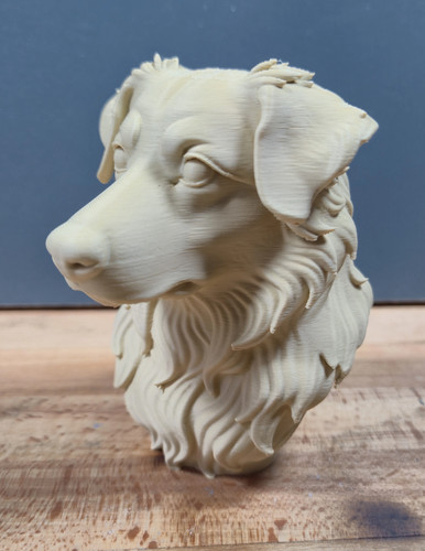 Australian shepherd bust - australian,