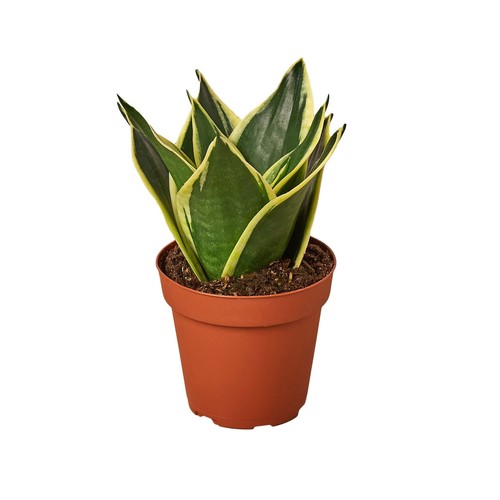 Snake plant black gold - plant,