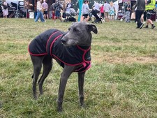 Whippet or small lurcher winter coat - navy with red trim - size 20 NEW