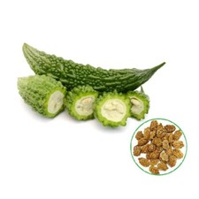 20 FRESH BITTER GOURD (KARELA) SEEDS - UK SELLER QUICK AND FAST DELIVERY 
