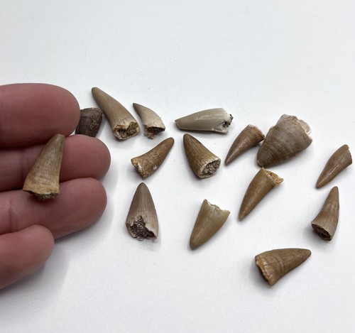 Genuine natural fossil - genuine,